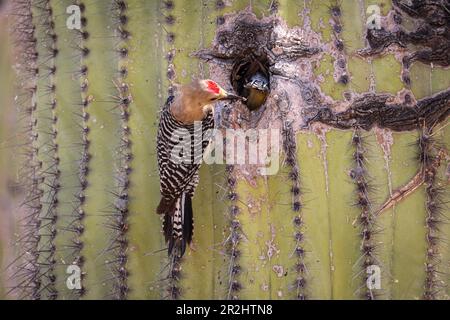 Gila picchio o Melanerpes uropygialis che si aggirano su un cactus saguaro al ranch d'acqua Riparian in Arizona. Foto Stock