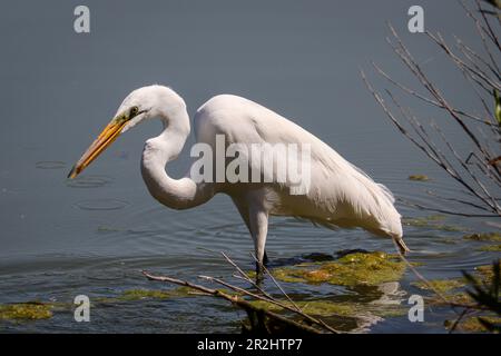 Grande airone o Ardea alba pesca in un lago al ranch d'acqua Riparian in Arizona. Foto Stock