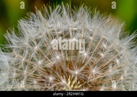 Colpo di primo piano di una testa di semi di dente di leone nella parte posteriore naturale sfocata Foto Stock