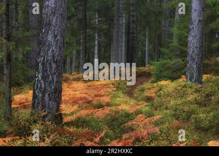 Piccolo sentiero attraverso la foresta. Felce autunnali a terra. No SkyKronoberg, Urshult, Svezia. Foto Stock