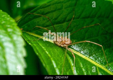 Primo piano di un arvesman su foglia verde Foto Stock