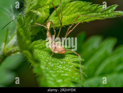 Primo piano di un arvesman sulle foglie di ortica verde Foto Stock