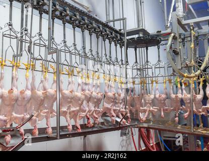 la linea della fabbrica di pollo dell'uccello appende dopo lo spurgo alla testa di tiraggio di staion seguente nell'industria del pollame. Foto Stock