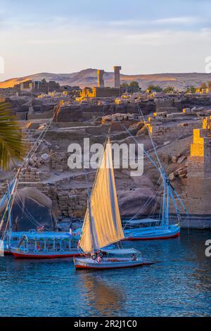 Felucche sul Nilo, Assuan, Egitto, Nord Africa, Africa Foto Stock