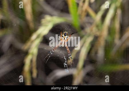 Un ragno d'erba (Argiope catenulata) nella sua rete, Giava Occidentale, Indonesia, Asia sudorientale, Asia Foto Stock