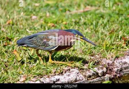 Un giovane airone verde (Butorides virescens) pesca da uno stagno, Bermuda, Atlantico, Nord America Foto Stock