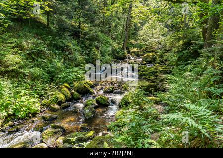 Nella Gola di Ravenna vicino a Breitnau, Foresta Nera, Baden-Württemberg, Germania Foto Stock