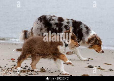 Pastore Australiano. Cucciolo e cane adulto corrono sulla spiaggia. cucciolo in primo piano. Cane adulto sullo sfondo, fuori fuoco. Foto Stock