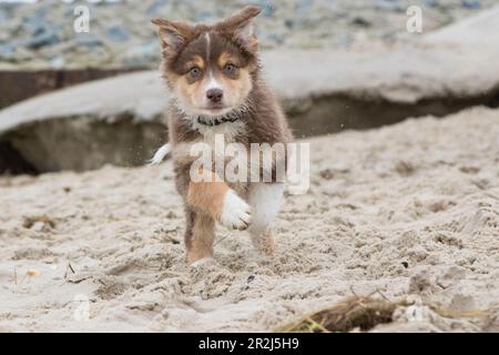 Il cucciolo corre sulla spiaggia. Frontale. guardando la fotocamera. Hooksiel, Friesland, Germania. Pastore Australiano Foto Stock