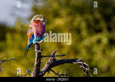 Un rullo colorato siede isolato su un ramo con spine nel Parco Nazionale di Etosha in Namibia, Africa Foto Stock