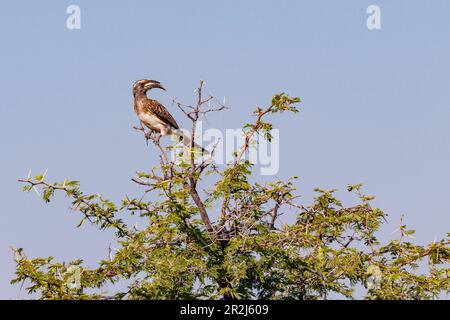 Un caratteristico Toco Gray si trova su un albero di acacia con molte spine nel Parco Nazionale Etosha in Namibia, Africa Foto Stock