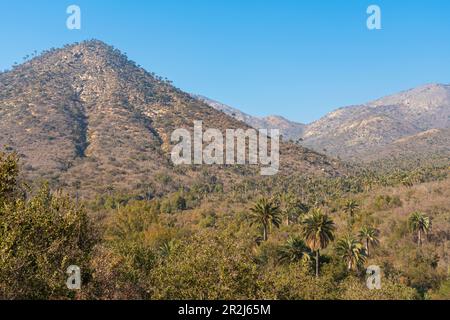 Palme da vino cilene indigene contro la montagna coperta di palme, settore Palmas de Ocoa, Parco Nazionale la Campana, Cordillera De la Costa Foto Stock