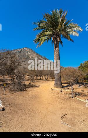 Palma del vino cileno nativo contro la montagna coperta di palme, settore Palmas de Ocoa, Parco Nazionale la Campana, Cordillera De la Costa Foto Stock