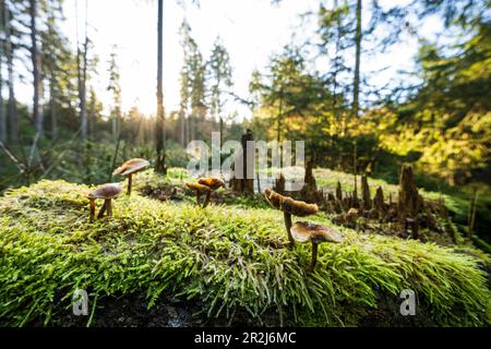 Passeggiata nel bosco nella brughiera di Lüneburg, bassa Sassonia, Germania, Eurpoa Foto Stock