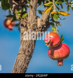 Melograno a Forio, Isola d'Ischia, Golfo di Napoli, Campania, Italia Foto Stock