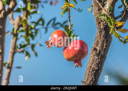 Melograno a Forio, Isola d'Ischia, Golfo di Napoli, Campania, Italia Foto Stock