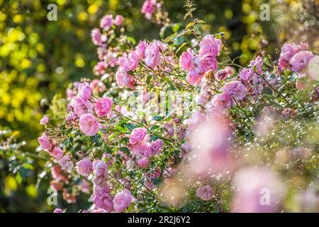 Giardino di rose nei Jardins de Pays d`Auge, Cambremer, Calvados, Normandia, Francia Foto Stock