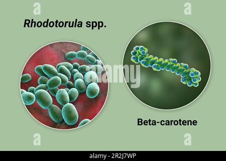 Rhodotorula funghi e molecola di beta-carotene, illustrazione Foto Stock