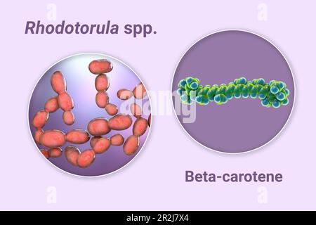 Rhodotorula funghi e molecola di beta-carotene, illustrazione Foto Stock