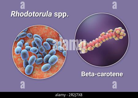 Rhodotorula funghi e molecola di beta-carotene, illustrazione Foto Stock