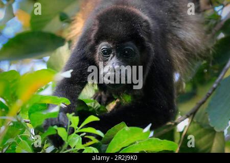 Monkey Howler Manled (Alouatta palliata), chiamato per la sua chiamata, mangiare foglie nell'albero, Nosara, Provincia di Guanacaste, Costa Rica, America Centrale Foto Stock