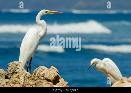 Grande Egret (Ardea alba) a sinistra e piccolo egret (Egretta garzetta) a Nosara Beach e la foce del fiume, Nosara, Guanacaste, Costa Rica, America Centrale Foto Stock