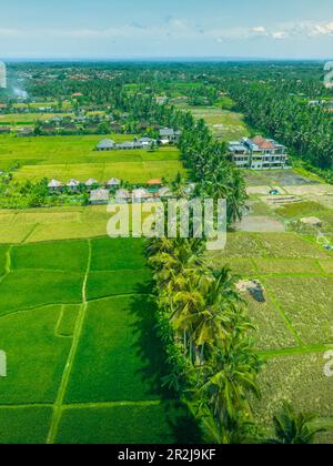 Vista aerea del campo di riso di Kajeng, della reggenza di Gianyar, di Bali, dell'Indonesia, dell'Asia sudorientale, Asia Foto Stock