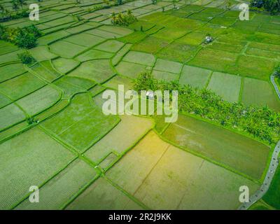 Vista aerea del campo di riso di Kajeng, della reggenza di Gianyar, di Bali, dell'Indonesia, dell'Asia sudorientale, Asia Foto Stock