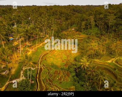 Vista aerea della terrazza del riso di Tegallalang, patrimonio mondiale dell'UNESCO, Tegallalang, Kabupaten Gianyar, Bali, Indonesia, Asia sud-orientale, Asia Foto Stock