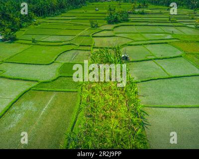 Vista aerea del campo di riso di Kajeng, della reggenza di Gianyar, di Bali, dell'Indonesia, dell'Asia sudorientale, Asia Foto Stock