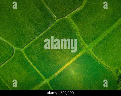 Vista aerea del campo di riso di Kajeng, della reggenza di Gianyar, di Bali, dell'Indonesia, dell'Asia sudorientale, Asia Foto Stock