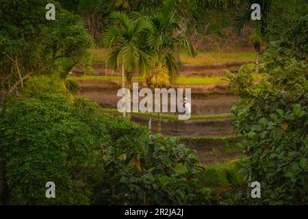 Vista dei lavoratori delle risaie a Tegallalang Rice Terrace, patrimonio dell'umanità dell'UNESCO, Tegallalang, Kabupaten Gianyar, Bali, Indonesia Foto Stock