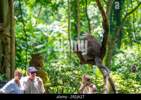 Turisti con scimmia a coda lunga Macaque nel santuario della foresta delle scimmie sacre, Ubud, Kecamatan Ubud, Kabupaten Gianyar, Bali, Indonesia Foto Stock