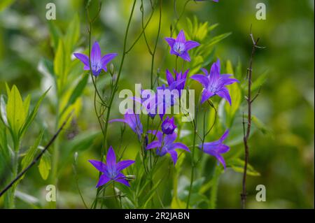 Campanula rotundifolia, natura 2000 area Salzachauen, Salisburgo, Austria Foto Stock