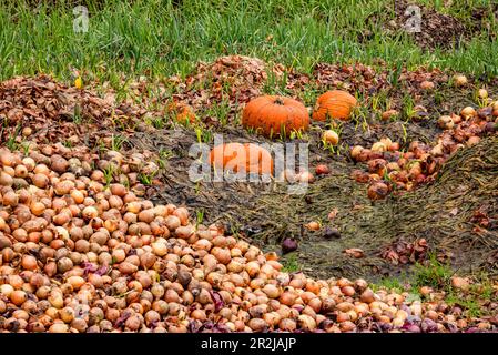 Fuoco impilamento immagine di cipolle scaricate in gran numero in un campo e alcuni Hokkaido, società ricca in Germania Foto Stock