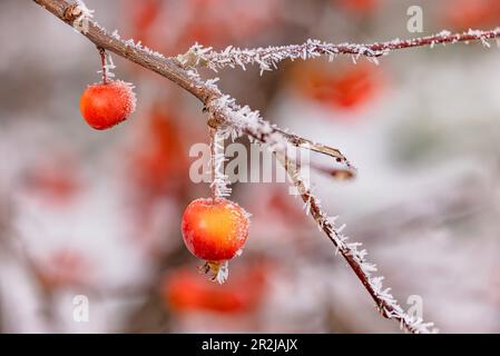 Mela ornamentale su un ramo ghiacciato in inverno, isolata con cristalli di ghiaccio e grande profondità di campo, Germania Foto Stock