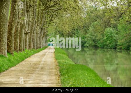 Percorso lungo il Canal du Midi fiancheggiato da platani, vicino a Renneville, Canal du Midi, patrimonio dell'umanità dell'UNESCO Canal du Midi, Occitania, Francia Foto Stock