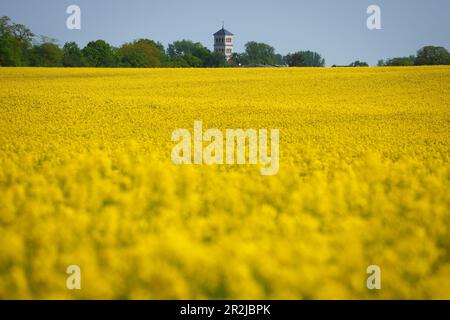 19 maggio 2023, Brandeburgo, Fehrbellin/OT Tarmow: La chiesa luterana del villaggio di Tarmow, che appartiene alla parrocchia di Linum, è visibile dietro un campo di colza in fiore giallo. Foto: Soeren Stache/dpa Foto Stock