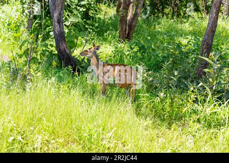 Kob femminile nel cespuglio nel Parco Nazionale di Mole nella regione di Savannah del Ghana settentrionale in Africa occidentale Foto Stock