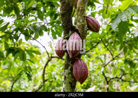 L'albero di cacao, Theobroma cacao, con frutta alla cascata di Wli vicino Hohoe nella regione volta del Ghana orientale nell'Africa occidentale Foto Stock