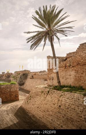 Albero di palma sulle mura della fortezza nell'antica città di Cesarea Maritima, Israele, Medio Oriente, Asia Foto Stock