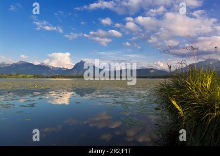 Vista dall'Hopfensee al castello di Neuschwanstein, con Tegelberg e Säuling, Allgäu, Baviera, Germania Foto Stock