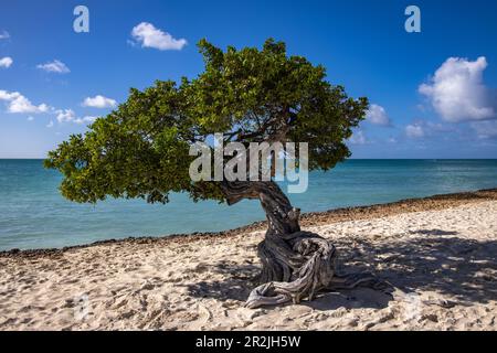 Uno dei famosi Divi Divi (o Fofoti) alberi a Eagle Beach, Aruba, Caraibi olandesi, Caraibi Foto Stock