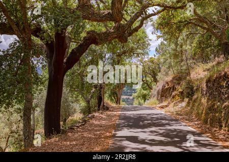 Una strada solitaria idilliaca nella Serra de São Mamede, nell'Alentejo portoghese, al semaforo posteriore, in Portogallo Foto Stock