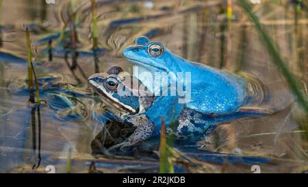 Moor Frogs accoppiamento, Rana arvalis, alta Franconia, Baviera, Germania Foto Stock