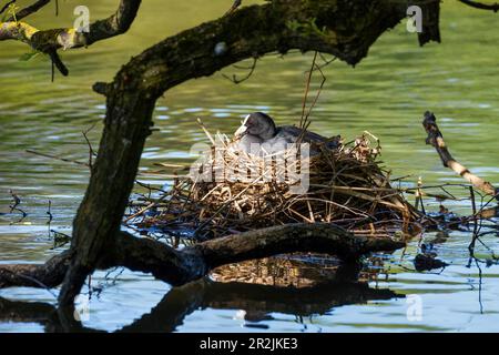 Coot sul nido (Fulica atra), Baviera, Germania Foto Stock
