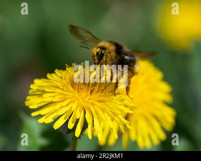 Bumblebee su dente di leone (spec. Bombus), Baviera, Germania Foto Stock