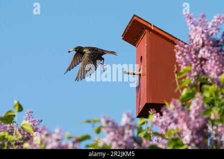 Starling vola fuori dalla scatola delle stelle e trasporta palline di feci, Sturnus vulgaris, Germania, Europa Foto Stock