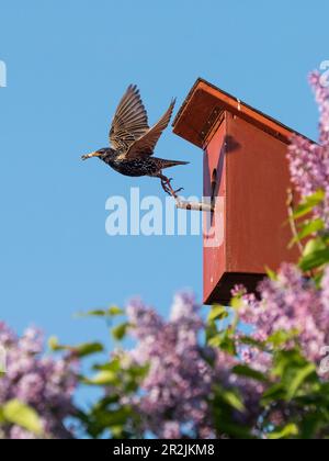 Starling vola fuori dalla scatola delle stelle e trasporta palline di feci, Sturnus vulgaris, Germania, Europa Foto Stock