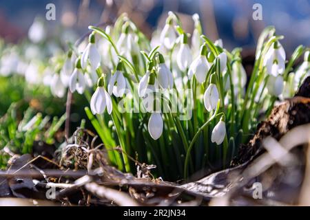 Gocce di neve in fiore, Galanthus elwesii Foto Stock